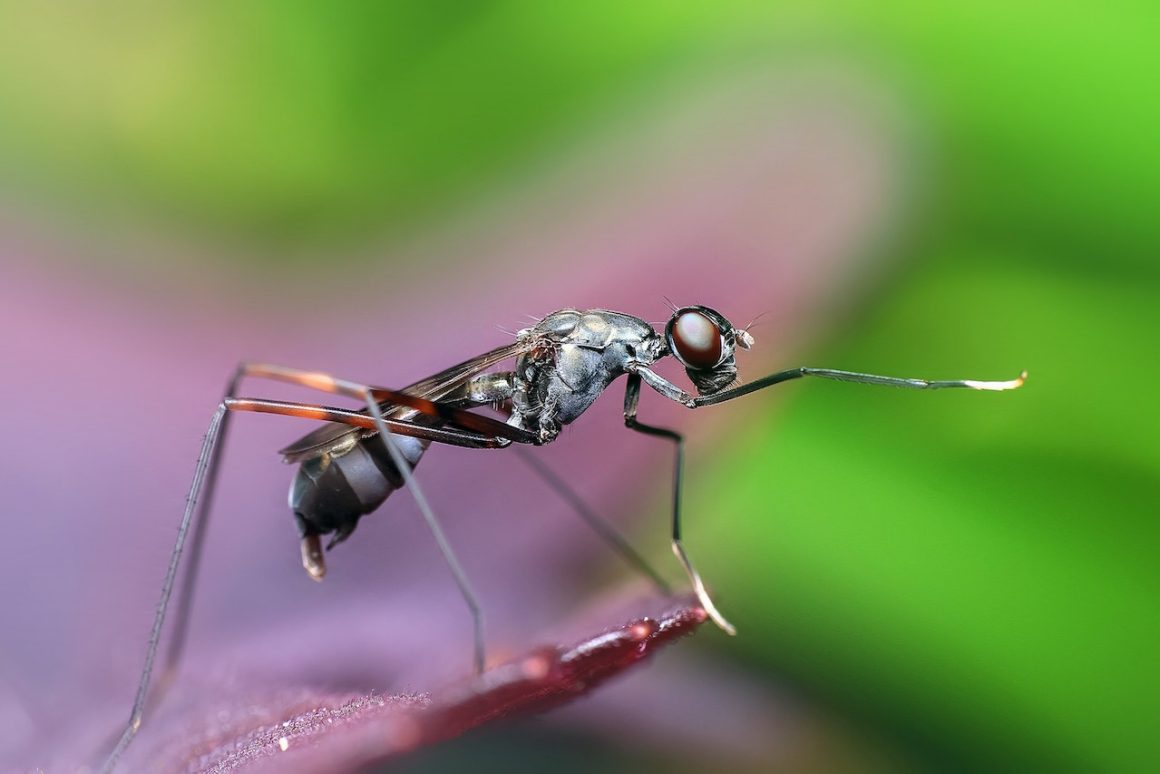 Odstraszacze na komary: Skuteczne narzędzia w walce z uciążliwymi owadami